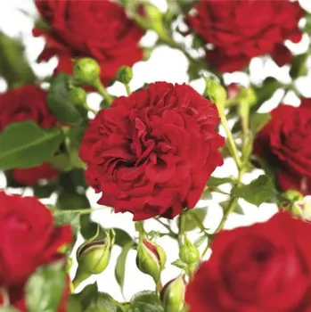 Květináč Růže popínavá 'Grand Award' FloraSelf Rosa 'Grand Award' květináč 3 l