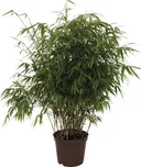 Bambus FloraSelf Fargesia rufa 40-60 cm květináč 5 l