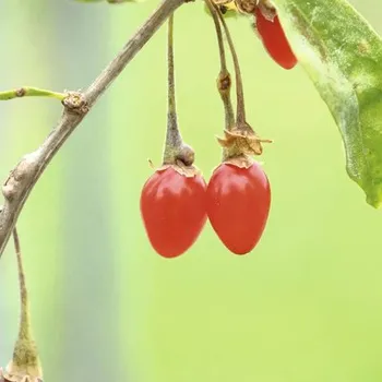 Sazenice Kustovnice BIO FloraSelf Bio Lycrium barbarum 'Instant Success'® výška cca 30 cm květináč 2 l