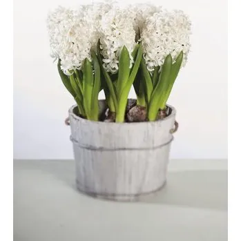 Květináč Hyacint FloraSelf Hyacinthus orientalis 'White Pearl' květináč Ø 12 cm