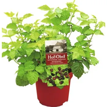 Ostružina Boysen BIO Hof:Obst Rubus 'Thornless Boysenberry' 30-40 cm květináč 3,4 l