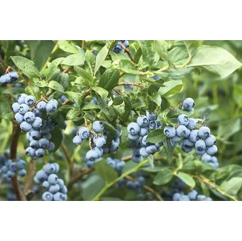 Borůvka raná BIO FloraSelf Bio Vaccinium corymbosum 'Duke' květináč 2 l