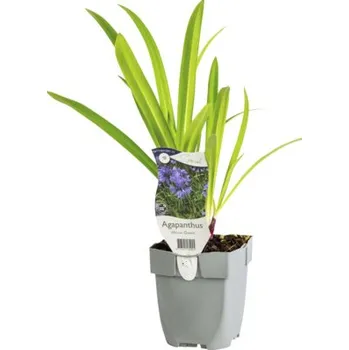 Květináč Kalokvět africký FloraSelf Agapanthus 'African Queen' 5-20 cm květináč 0,5 l