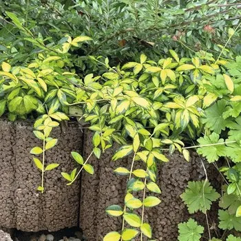 Venkovní dlažba Tvárnice Rundflor 30x25x20 cm hnědá