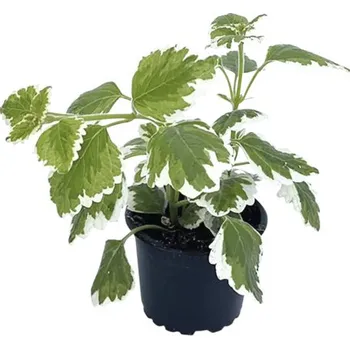 Květináč Molice Plectranthus květináč Ø 9 cm