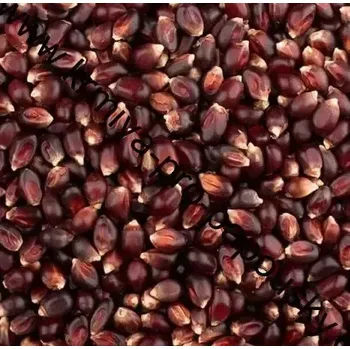 Krmivo pro ptáka FM Kukuřice barevná 25 kg