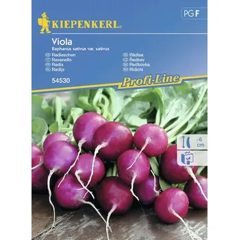 Semeno Ředkvička Viola Kiepenkerl