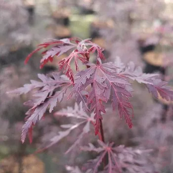 Květináč Javor dlanitolistý FloraSelf Acer palmatum 'Firecracker' výška 40-50 cm květináč 4,5 l