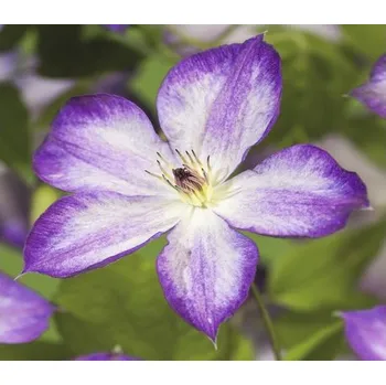 Květináč Plamének FloraSelf Clematis kultivar 'Pernille PBR' 50-70 cm květináč 2,3 l