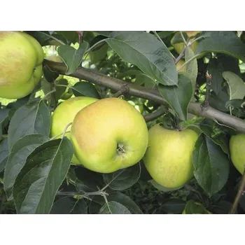 Květináč Jabloň podzimní FloraSelf Malus domestica 'Gravensteiner' 120-150 cm květináč 7,5 l