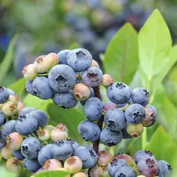 Květináč Borůvka BIO FloraSelf Bio Vaccinium corymbosum 'Goldtraube' výška 30-40 cm květináč 3,4 l