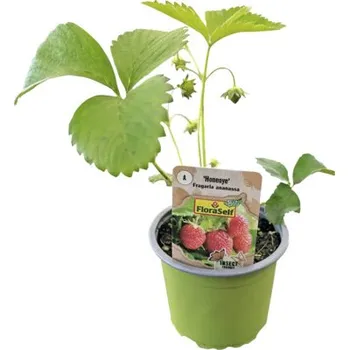 Květináč Jahodník BIO raný 'Honeoye' FloraSelf Bio květináč Ø 9 cm