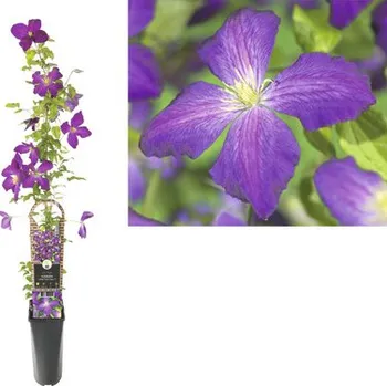 Květináč Plamének Clematis kultivar 'So Many® Purple Flowers PBR' výška 80-90 cm květináč 2,3 l