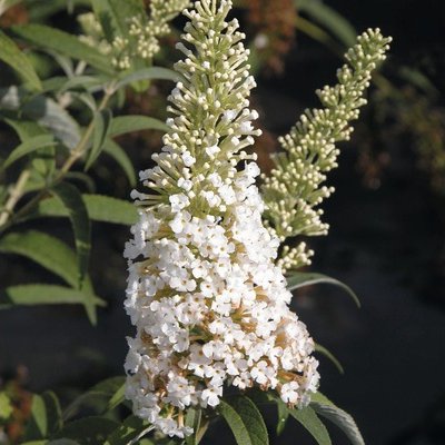 Motýlí keř, komule Davidova bílá FloraSelf Buddleja davidii 60-80 cm květináč 3 l