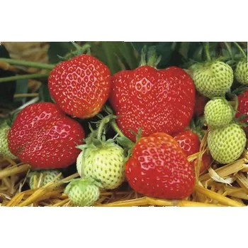 Květináč Jahoda BIO 'Honeoye' FloraSelf Floralie Gardening with kids květináč Ø 9 cm, raná odrůda