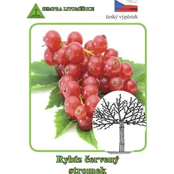 Sazenice Rybíz červený stromkový Ribes v květináči Ø 14 cm