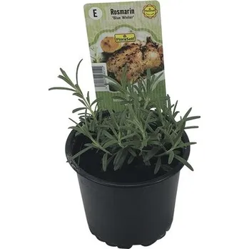 Květináč Rozmarýn FloraSelf Rosmarinus officinalis 'Blue Winter' květináč Ø 12 cm