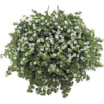 Květináč Bakopa FloraSelf FloraSelf Sutera (Bacopa) cordata bílá Ø 10,5 cm květináč
