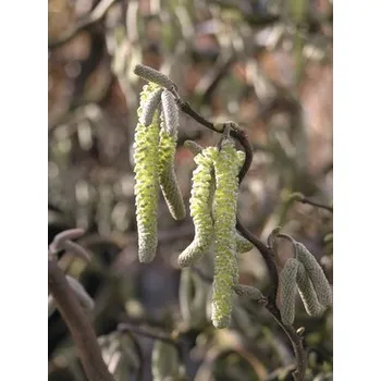 Květináč Líska obecná FloraSelf Corylus avellana 'Contorta' polokmen 125 cm výška 150-175 cm květináč 18 l