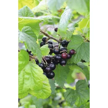 Rybíz černý BIO FloraSelf Bio Ribes nigrum 'Ben Nevis' výška 30-40 cm květináč Ø 13 cm