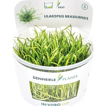 Akvarijní rostlina Liliovníček brazilský – Lilaeopsis brasiliensis In-Vitro