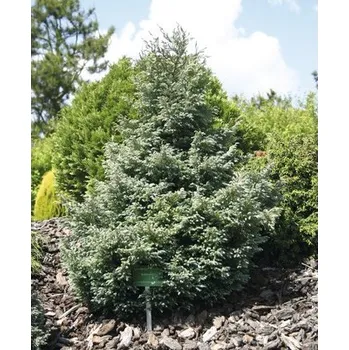 Sazenice Cypřišek hrachonosný nízký 20 – 25 cm