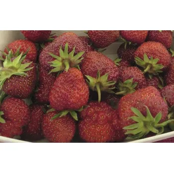 Květináč Jahodník BIO 'Senga® Sengana®' FloraSelf Bio květináč Ø 9 cm