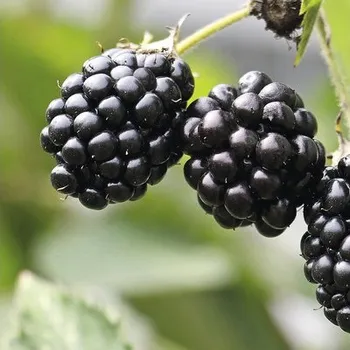 Ostružina BIO beztrnná Hof:Obst Rubus fruticosus 'Navaho® Arapaho' výška 30-40 cm květináč 3,4 l