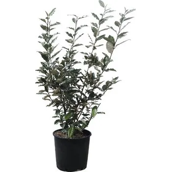 Květináč Hlošina Ebbingeova FloraSelf Elaeagnus ebbingei výška 70-80 cm květináč 10 l