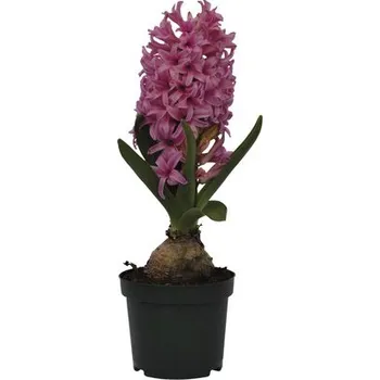 Květináč Hyacint FloraSelf Hyacinthus orientalis 'Pink Pearl' květináč Ø 9 cm 1 ks