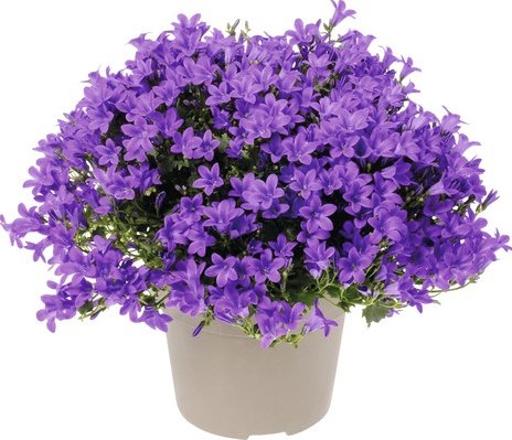 Zvonek FloraSelf Campanula portenschlagiana 'Intens Purple' květináč Ø 12 cm