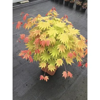 Květináč Javor dlanitolistý zlatý Acer palmatum 'Moonrise' polokmen 40 cm hranatý květináč 14 l