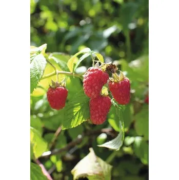 Malina letní BIO FloraSelf Bio Rubus idaeus 'Tulameen' květináč 2 l