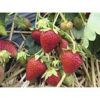 Květináč Jahodník BIO 'Korona' FloraSelf Bio květináč Ø 9 cm