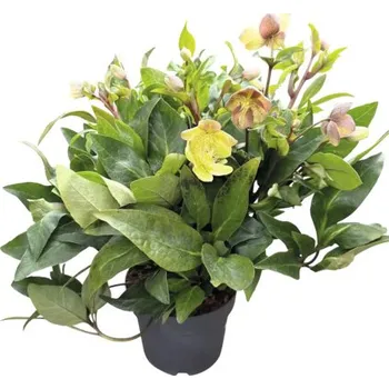 Květináč Čemeřice FloraSelf Helleborus x hybridus 'Early Princess' květináč 4,5 l