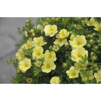 Květináč Mochnovec křovitý Potentilla fruticosa "Lemon Meringue"® výška 30-40 cm květináč 4,5 l