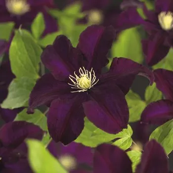 Květináč Plamének FloraSelf Clematis x hybrid 'Warszamska Nike' květináč 2,3 l