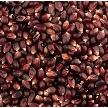 Krmivo pro ptáka FM kukuřice barevná 5 kg