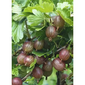 Květináč Angrešt červený BIO na kmínku FloraSelf Bio Ribes uva-crispa 'Hinnonmäki cca 140 cm květináč 5 l