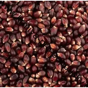 Krmivo pro ptáka FM Kukuřice barevná 1 kg