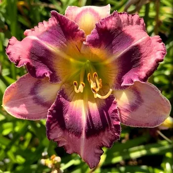 Sazenice LOVE ISLAND