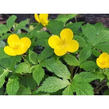 Sazenice Vlaštovičníkovec japonský - Hylomecon japonica Balení: kontejner p11