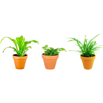 Gardners Set rostlin Baby plants kapradiny