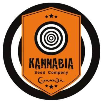 Semeno Kannabia Seeds - Kiss (Queso)