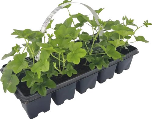 Muškát převislý jednoduchý Pelargonium peltatum 10 pack bílý