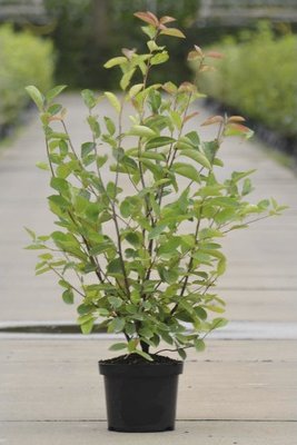 Muchovník Lamarckův FloraSelf Amelanchier lamarckii 50-60 cm květináč 4 l