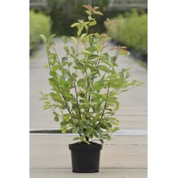 Květináč Muchovník Lamarckův FloraSelf Amelanchier lamarckii 50-60 cm květináč 4 l
