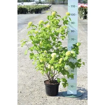 Květináč Kalina obecná FloraSelf Viburnum opulus 'Roseum' 40-60 cm květináč 4 l