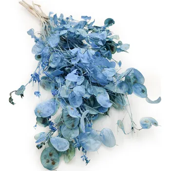 mech-mech.cz Sušená Měsíčnice (Lunaria) - Modrá