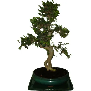 Sazenice Zelkova 019 - pokojové bonsaje
